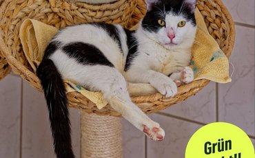 Bild von einer Katze mit der Bubble "Grün wirkt"