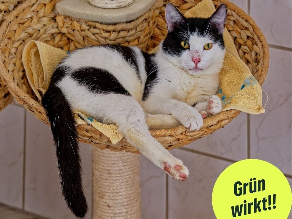 Bild von einer Katze mit der Bubble "Grün wirkt"